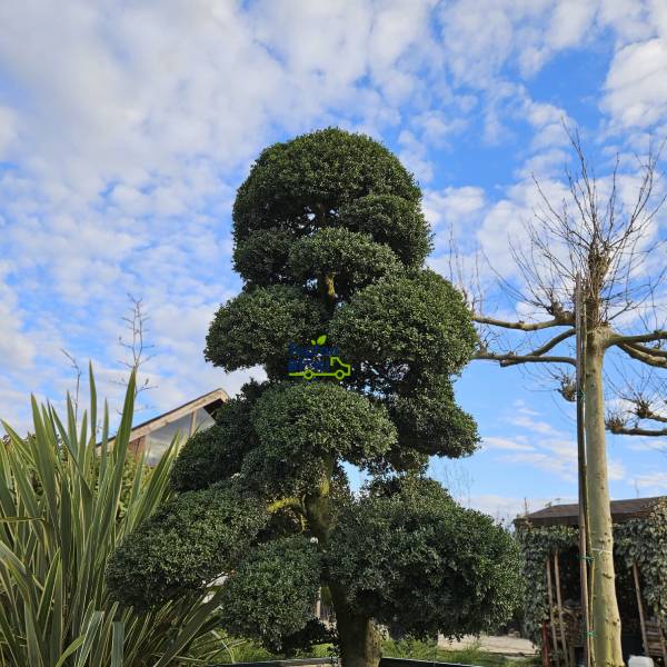 ILEX (BONSAİ FORMLU)