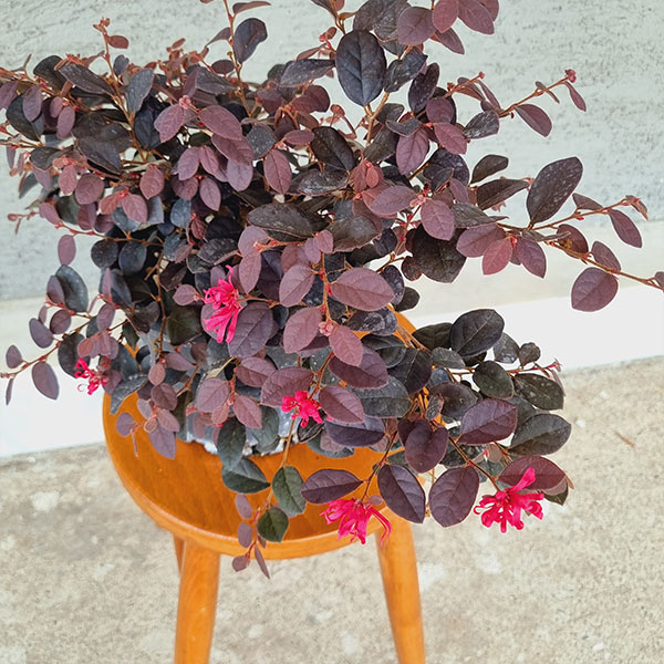 LOROPETALUM