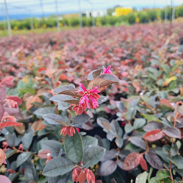 LOROPETALUM