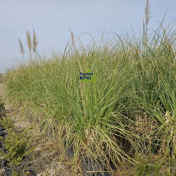 PAMPAS OTU (PEMBE)