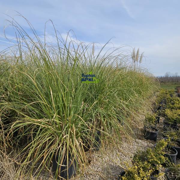 PAMPAS OTU (PEMBE)