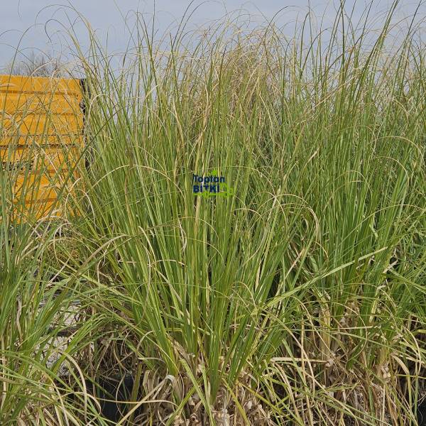 PAMPAS OTU (PEMBE)